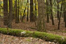 WÄLDER DER OBERFÖRSTEREI