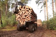 Holz- und Setzlingeverkauf