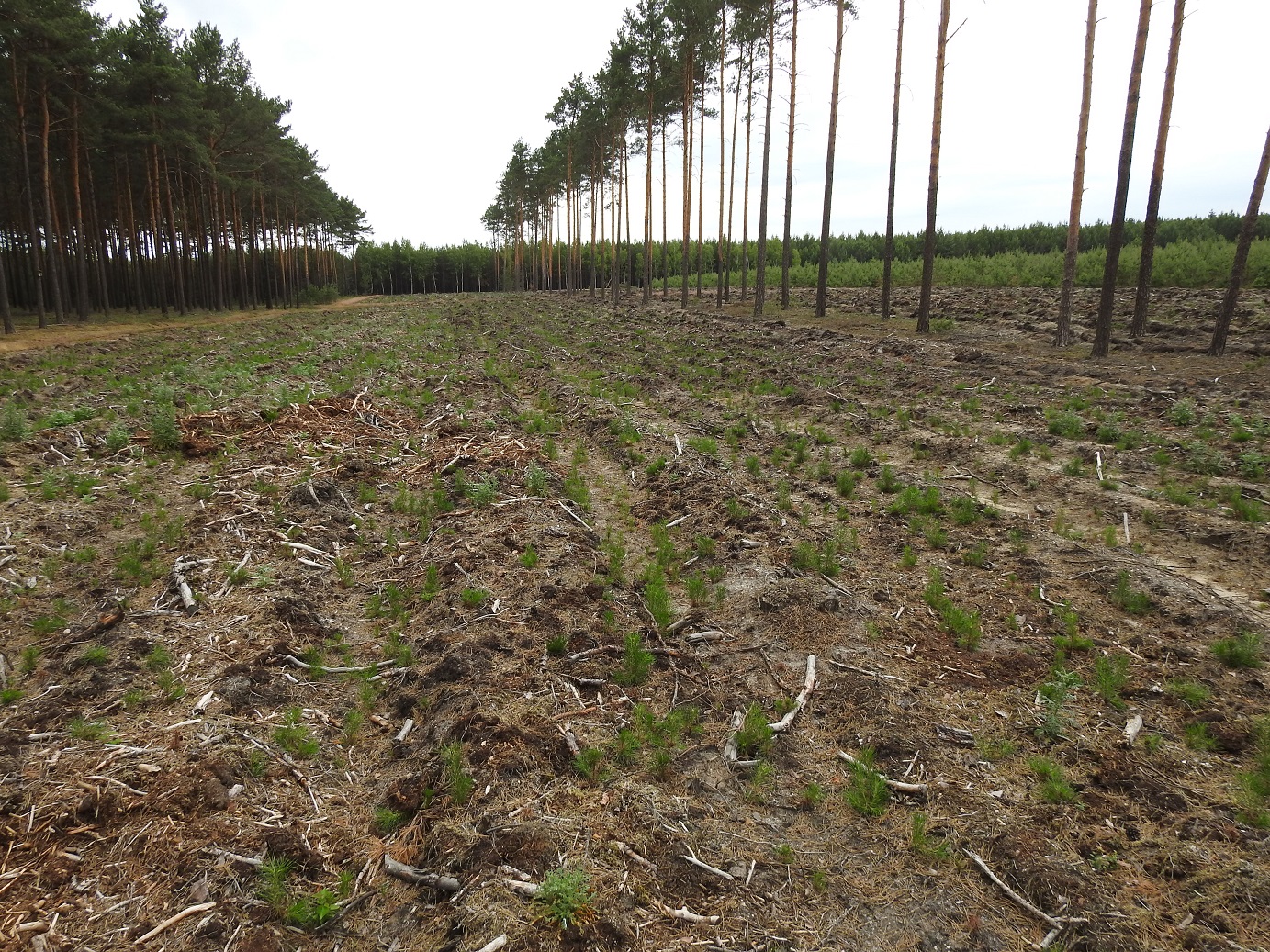 Uprawa leśna z naturalnego odnowienia (fot. Barbara Świder, Nadleśnictwo Brzózka)
